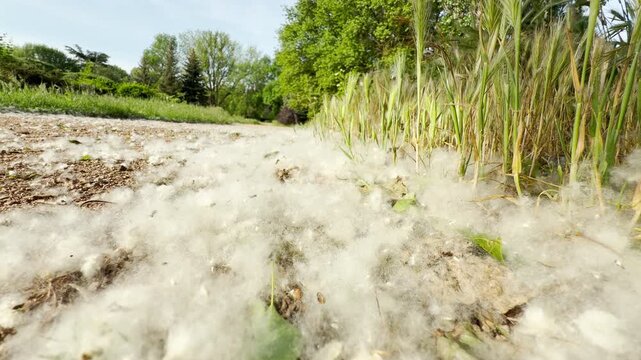 Thick white poplar seeds blanket the ground. The cottony tufts pile heavily along a dirt path next to green grasses. The sunny outdoor landscape has a quiet and serene feel.