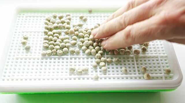 Growing pea seeds for microgreens in simple steps