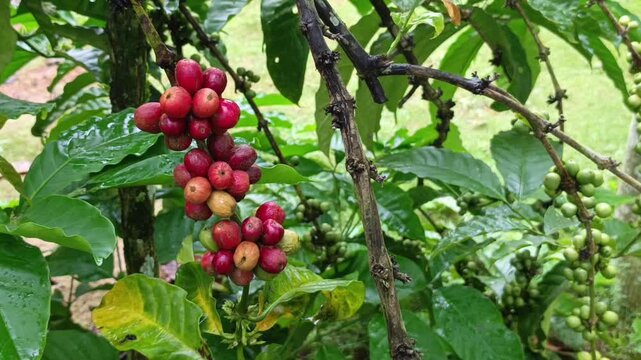 Stock footage of a vibrant cluster of ripe red coffee cherries hanging on a branch ready for handpicking at a farm.