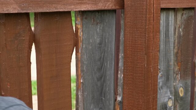 Brown oil for protection of wood by staining. Painting fence for protecting and pests. Woodworker applying finish to pine deck board. Repairman varnishing with brush wooden fencing wall plank surface.