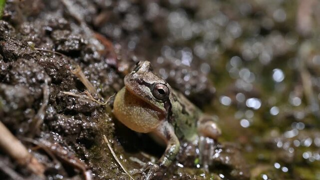 喉を大きく膨らませて鳴くニホンアマガエル