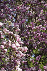 Fototapeta premium Flowering saucer magnolia (Magnolia × soulangeana) or a similar deciduous cultivar, featuring large, pink and white, cup-shaped flowers.