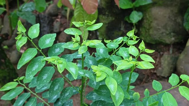 Detailed shot focusing on the vibrant green leaf pattern of moringa or a domestic katuk shrub growing in a fertile tropical village garden.