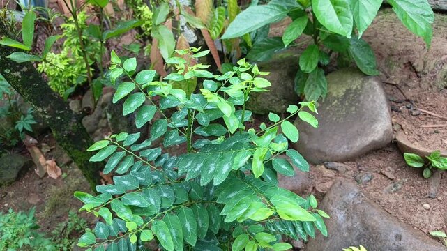 Klip of a healthy green katuk plant or moringa, also known as star gooseberry or sweet leaf, growing next to a stone in the backyard.