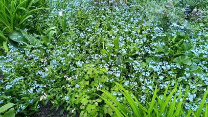 Naklejka premium Wonderful forget-me-nots in a cozy flower bed. Spring nature.