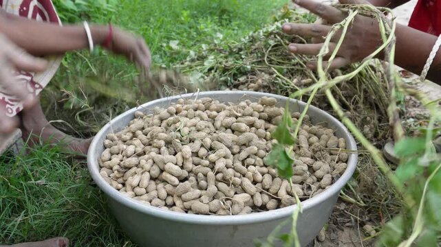 Hands Harvesting Fresh Peanuts into Metal Bowl Outdoors