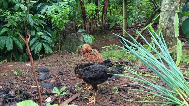 Real video of a free-range black chickens foraging and scratching for food on soil in a lush green backyard garden.