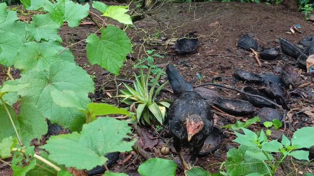 Klip showing a domestic free-range chicken searching for food among green shrubs and organic soil patches in a rural garden.