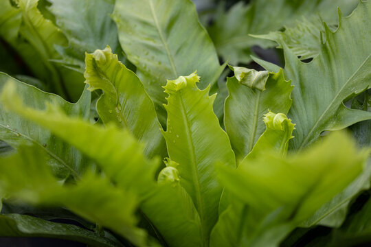 Close-up of Asplenium antiquum Gioia fern with wavy green fronds and tropical foliage in soft natural light.
