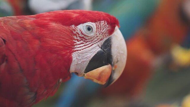 Close up of a red parrot eating a snack