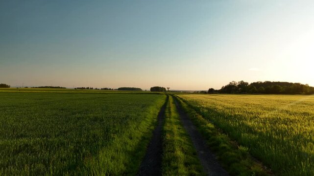 Dirt path leading through green wheat fields toward the horizon at sunset on a summer evening