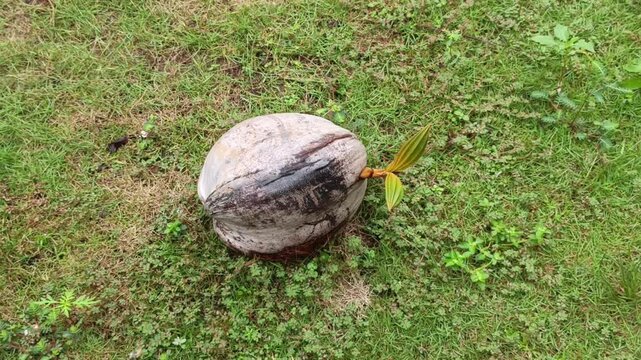 Detailed footage of a mature dry coconut shell successfully regenerating with a healthy green shoot on a grassy village field.