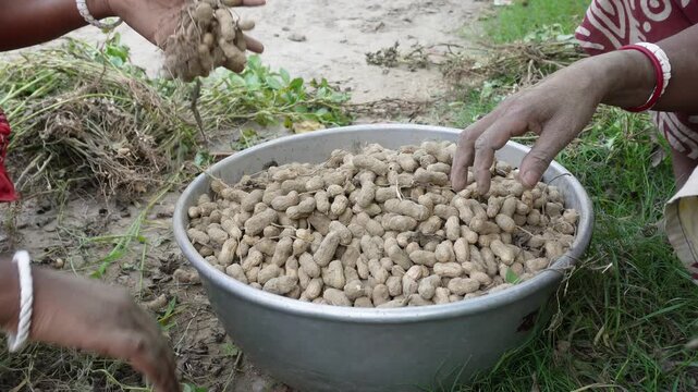 Hands Harvesting Peanut Plants with Bowl of Unshelled Pods