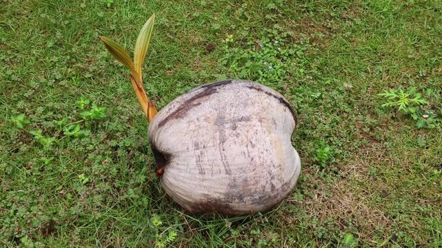 High-angle video shot of a resilient coconut seedling sprouting its first orange and green shoot on green meadow grass.