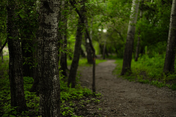 Obraz premium Winding dirt path through a lush green spring forest. Scenic hiking trail surrounded by fresh grass, wildflowers and trees. Concept of journey, discovery, mental health and choosing the right way.