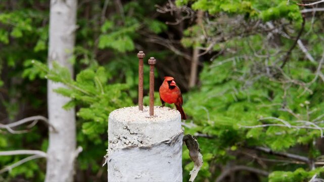A red cardinal sits on a pole in a green forest. The bird looks around, chirping gently while several trees frame the background. It captures a moment in nature