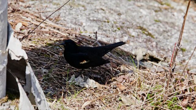 A blackbird digs into the ground looking for food. The bird moves around the area, interacting with the dirt and grass. It explores the surroundings on a sunny day