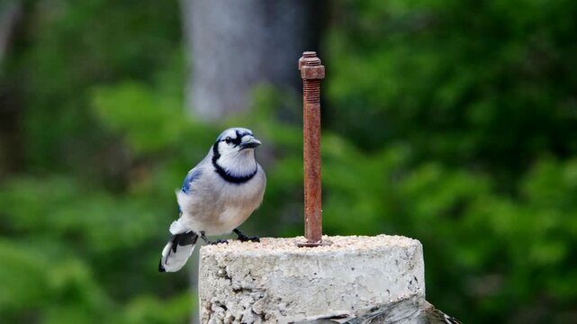 A blue jay moves around a stone post in the woods while searching for food. The bird pauses and looks around, showing its bright colors. It is a clear day with trees in the background