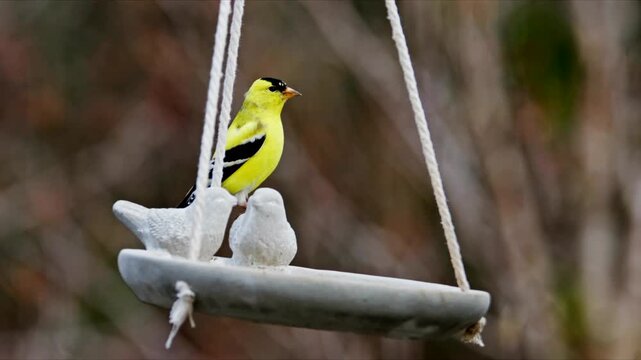 Two birds are sitting on a bird feeder. A bright yellow goldfinch is perched next to a small white bird. The setting is a backyard with trees in the background
