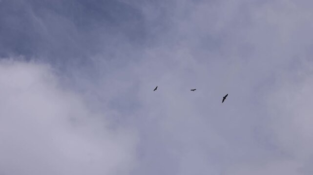 View of three Eurasian griffon vultures Gyps fulvus soaring and gliding against a backdrop of soft white clouds in a blue sky Portugal.