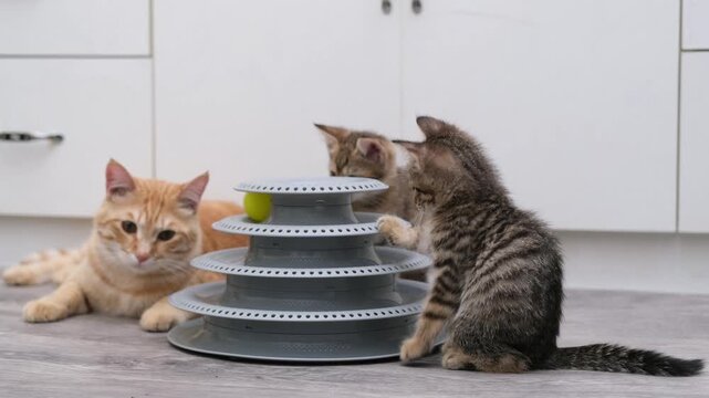 Cute kittens playing with a ball