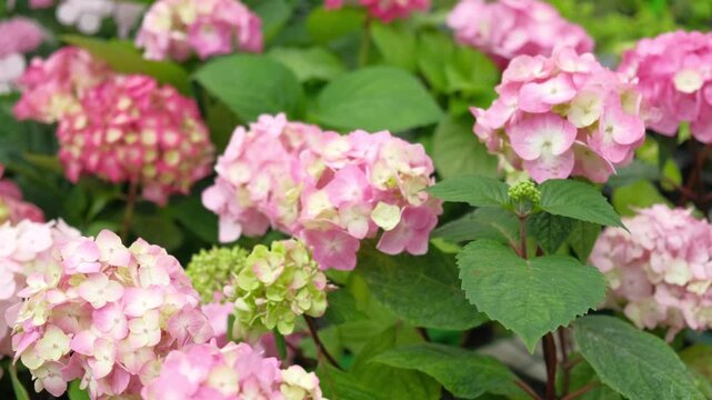 Hydrangea macrophylla blooming. Magenta, white and pink heads of bigleaf hydrangea flower petals. Beautiful Garden. Landscaping trend. Shrubbery blooms in backyard. Green landscaped design. Closeup