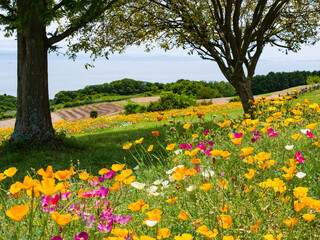 Obraz premium あわじ花さじきの花畑