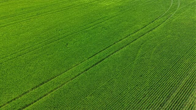 The view shows a large wheat field with neat rows of plants extending to the horizon under a blue sky. The sun shines bright over the crops.