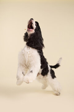 An American Cocker Spaniel dog stands upright in a studio scene. Long silky ears and elegant posture create stylish pet portrait atmosphere on neutral background.