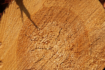 A cut of coniferous wood, pine, close-up wood texture. Resins, sap. © Edita