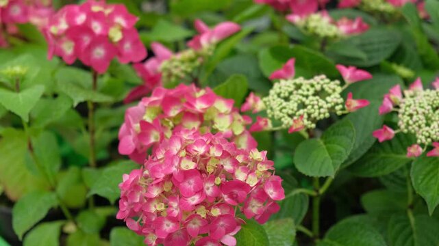 Hydrangea macrophylla blooming. Magenta, yellow green pink heads of bigleaf hydrangea flower petals. Beautiful Garden. Landscaping trend. Shrubbery blooms in backyard. Green landscaped design. Closeup
