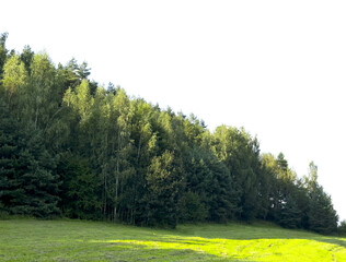 Mixed forest edge above a green meadow. Sunlit trees line a rural grass field under a bright sky. Natural landscape background for travel and environment themes.. © valiantsin
