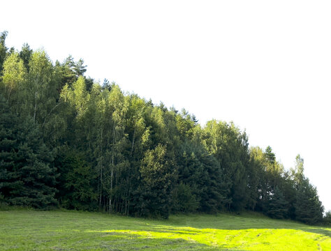 Mixed forest edge above a green meadow. Sunlit trees line a rural grass field under a bright sky. Natural landscape background for travel and environment themes..