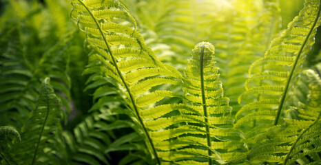 Environment background, green fern leaves with sunlight, Earth Day, Ecology concept © Leka