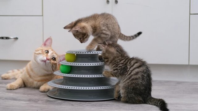 Cute kittens playing with a ball