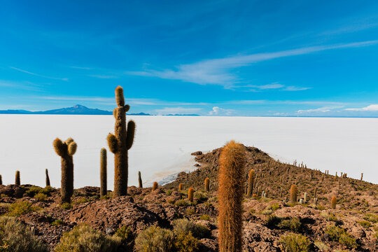 Incahuasi Island is a rocky oasis located in the heart of the Salar de Uyuni in Bolivia. It is famous for its surreal landscape of fossilized coral and its giant columnar cacti, which stand over 10 me
