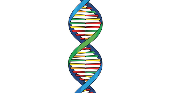 Colorful DNA double helix structure illustration on white background