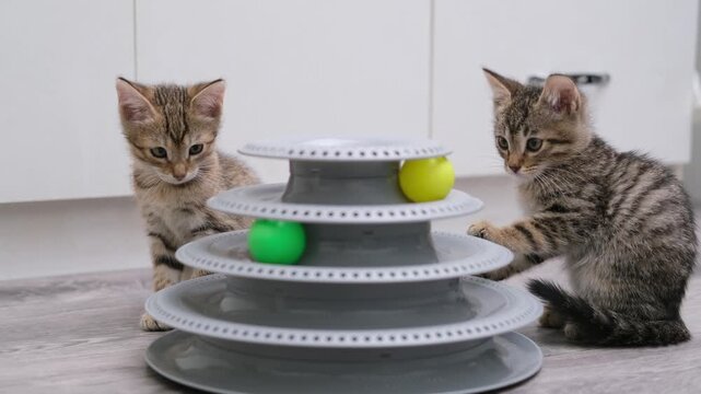 Cute kittens playing with a ball