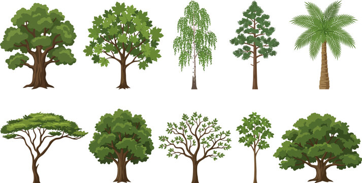 Collection of cartoon trees with different green leaves and brown trunks  various species