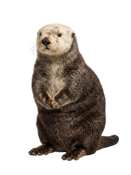 Isolated three quarters view full body shot of a standing sea otter Enhydra lutris posing innocently with paws clasped together for graphic design
