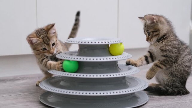 Cute kittens playing with a ball