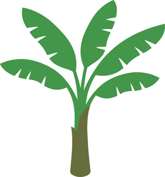 Green palm tree with large leaves and brown trunk isolated on white background