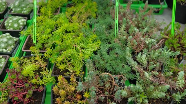 Retail display of potted succulents. Various echeveria and sedum rosettes for sale. Brightly greenhouse exhibit diverse succulent varieties in trendy store setting. Bright tones lighting. Plant shop