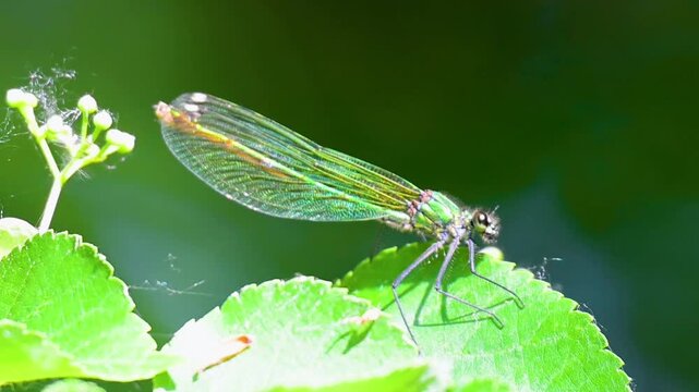 video of a beautiful dragonfly in summer