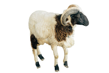 Jacob sheep ram with large horns isolated on transparent background © RifaldiMuhammadSalim