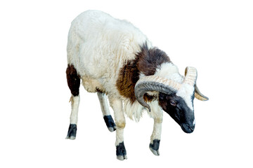 A ram with curved horns standing isolated on transparent background © RifaldiMuhammadSalim