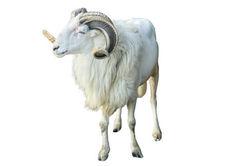 A majestic white ram with large curled horns isolated on transparent background © RifaldiMuhammadSalim
