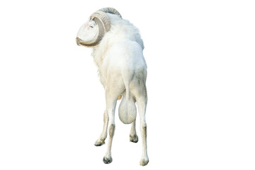 Full body shot of a white ram with large horns isolated on transparent background © RifaldiMuhammadSalim
