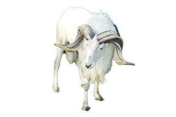 A majestic white ram with large, curved horns isolated on transparent background © RifaldiMuhammadSalim