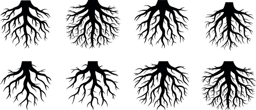 Collection of black silhouette tree roots vector graphics isolated on white background for nature and environmental designs